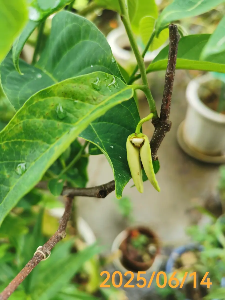 何でも揃う 鉢植え実生アテモヤ開花&花粉付け｜園芸日記byjin0046 果樹