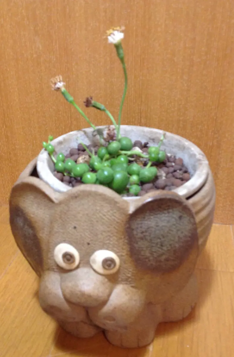 グリーンネックレス花が咲いた20140225多肉植物｜園芸日記by