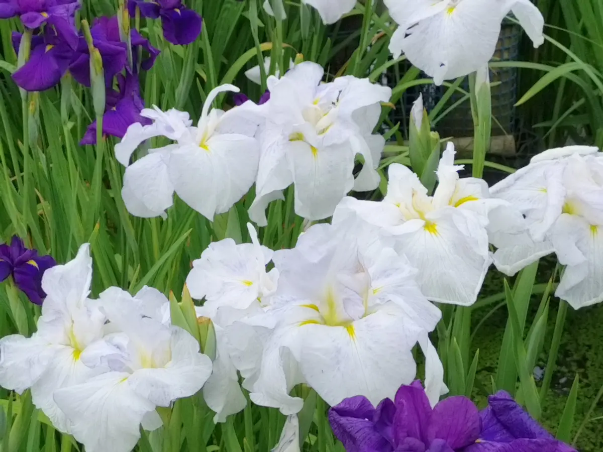 暦生活 こよみせいかつ | 5/5のにっぽんのいろは「菖蒲色