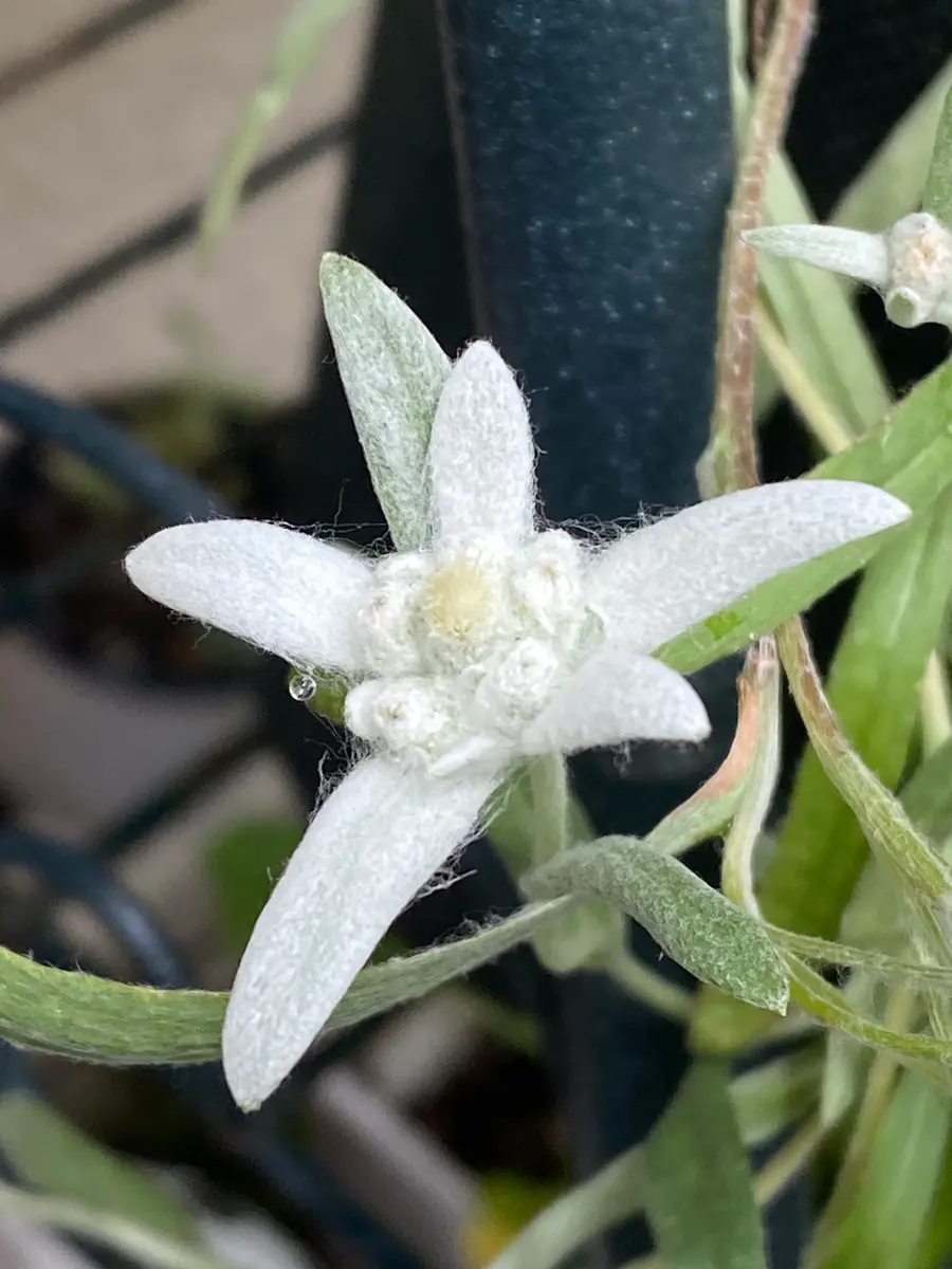 菊花石　水石　エーデルワイス　美麗台付き１個 エーデルワイス｜園芸日記by染ちゃん｜みんなの趣味の園芸｜1345073
