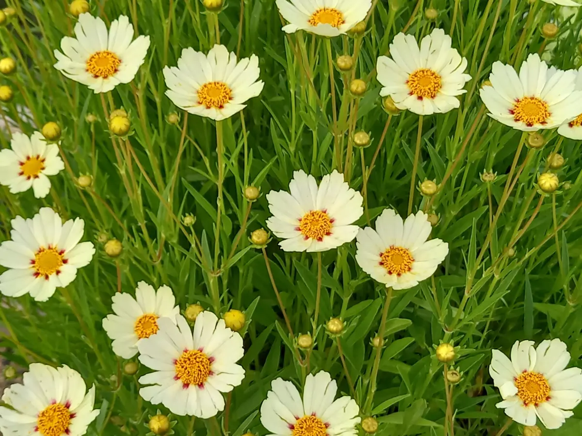 コレオプシス｜園芸日記byこんちゃん｜みんなの趣味の園芸｜1345265