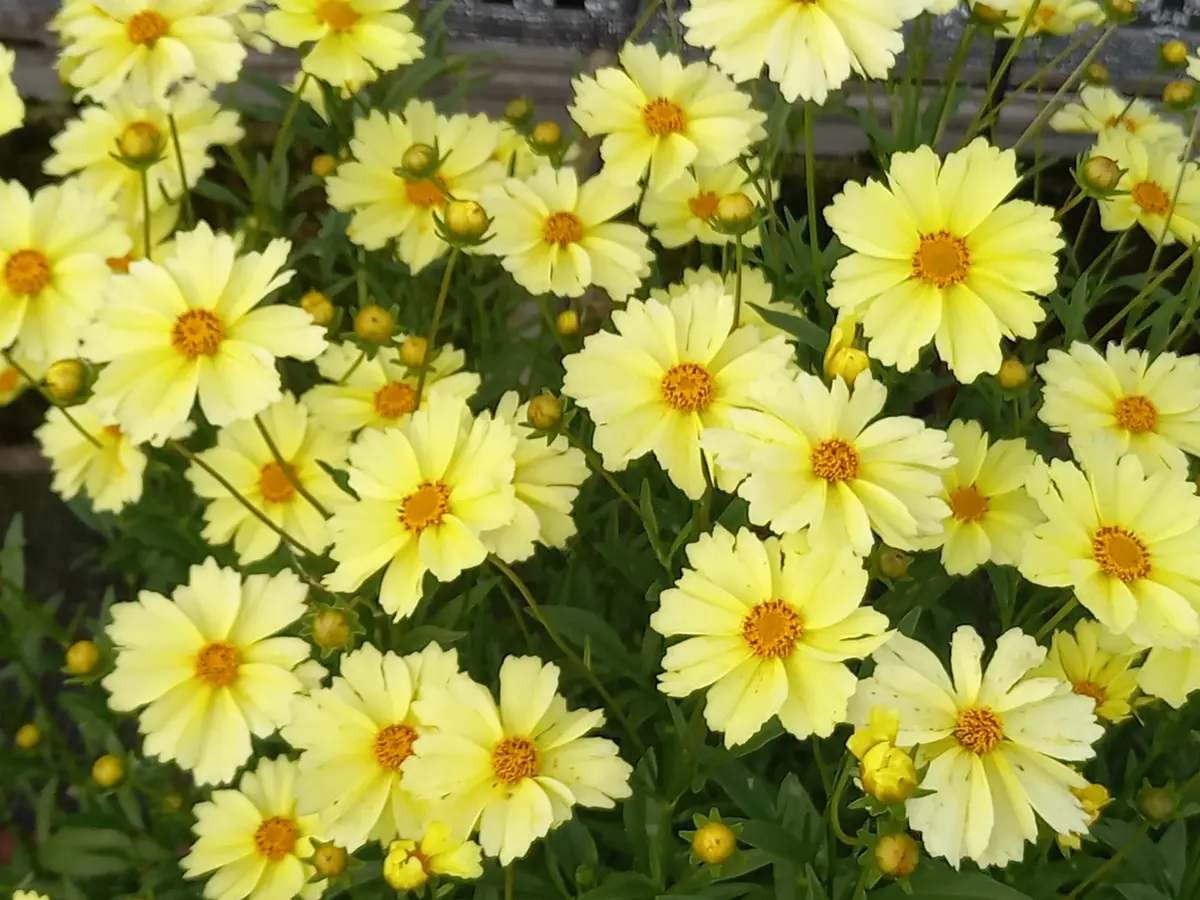 コレオプシス｜園芸日記byこんちゃん｜みんなの趣味の園芸｜1345265