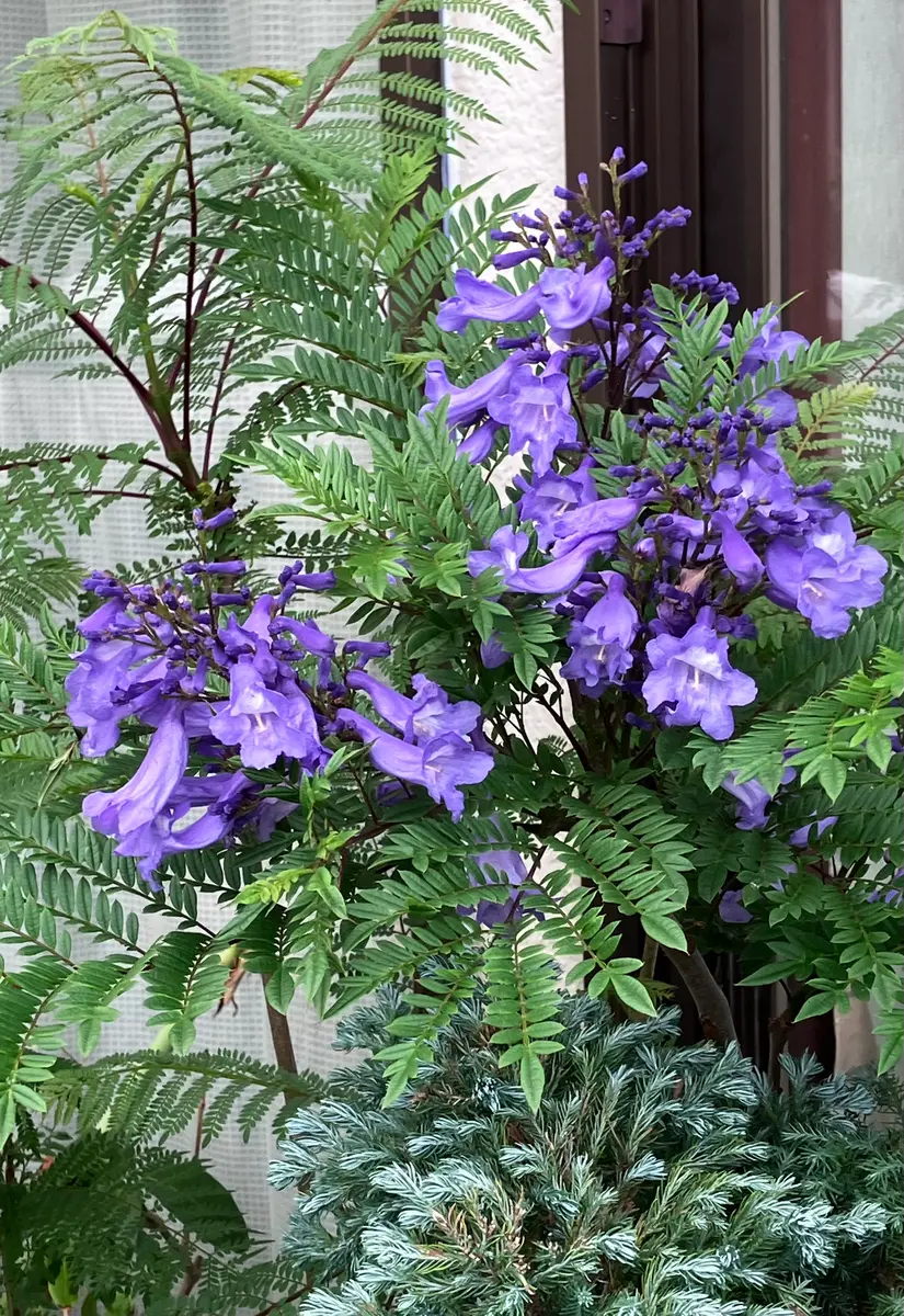 ジャカランダの日記一覧|花柘榴さんの園芸日記-みんなの趣味の園芸