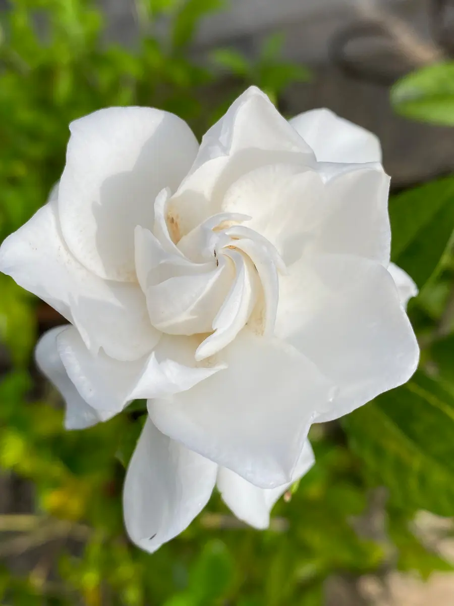 今日のお花☆*:.｡.o(≧▽≦)o.｡.:*☆｜園芸日記byあきっぴ