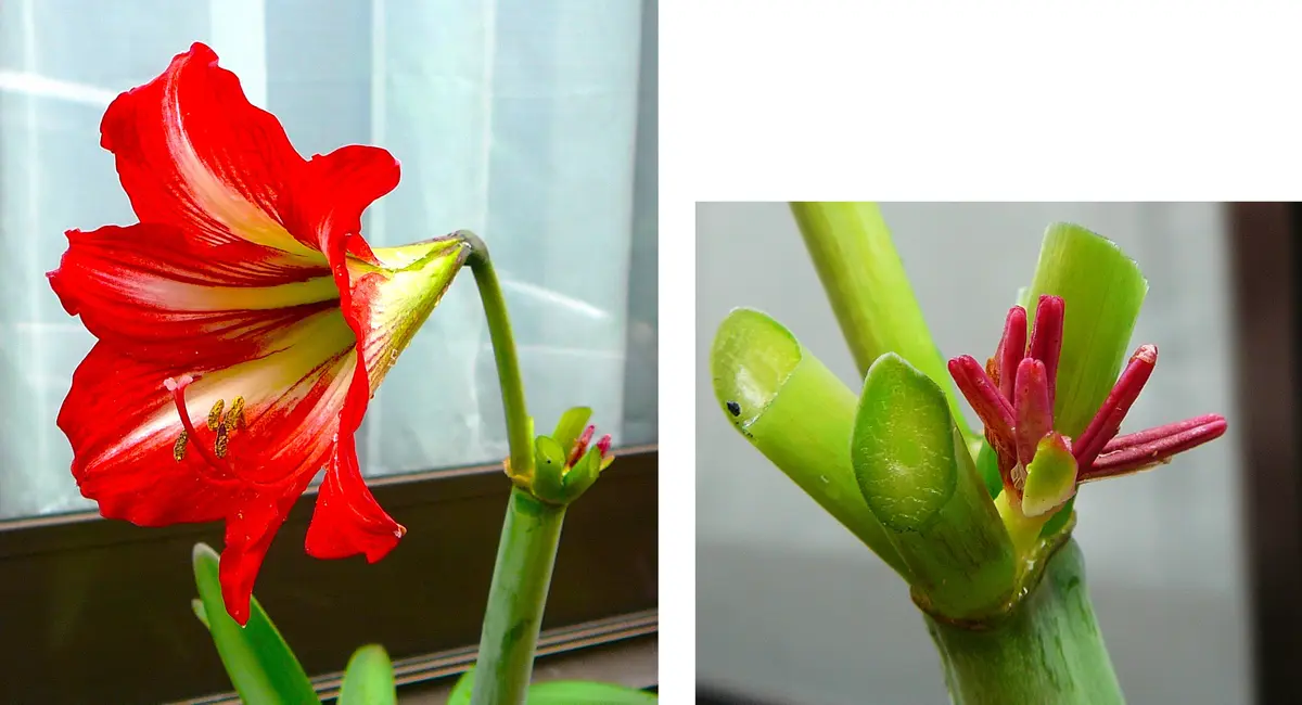 アマリリス（4）｜園芸日記by団塊おやじ｜みんなの趣味の園芸