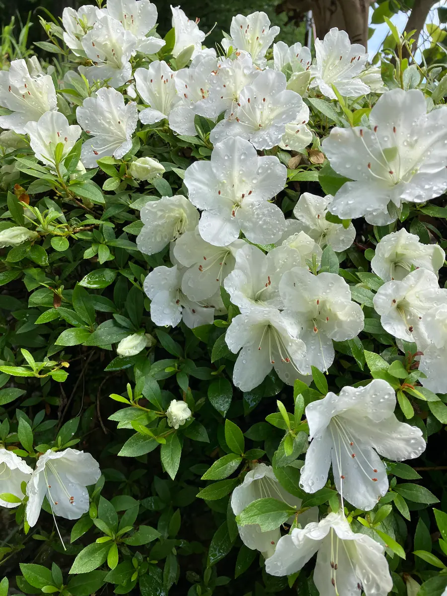 さつきページです 毎年咲いてくれる白いさつき｜園芸日記by里山の四季｜みんなの趣味の