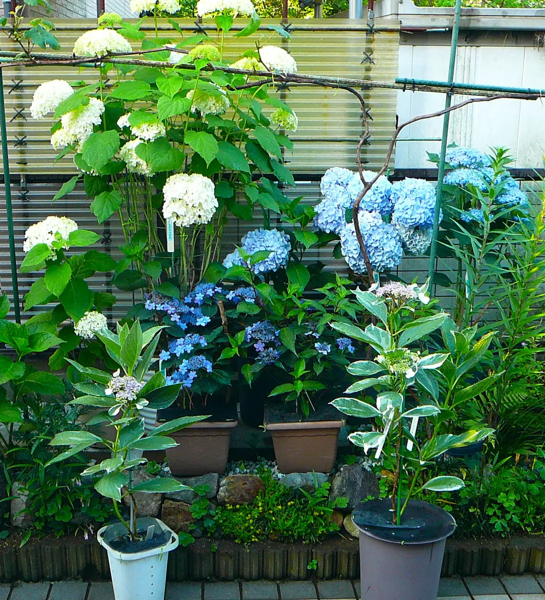 今日の庭から・・・（683）： 雨上がりの鉢植えアジサイ｜園芸日記