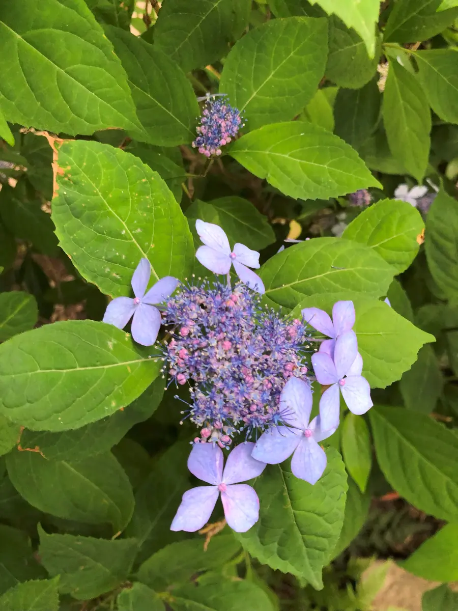 紫陽花の（実際の）花｜園芸日記byrankumi｜みんなの趣味の園芸