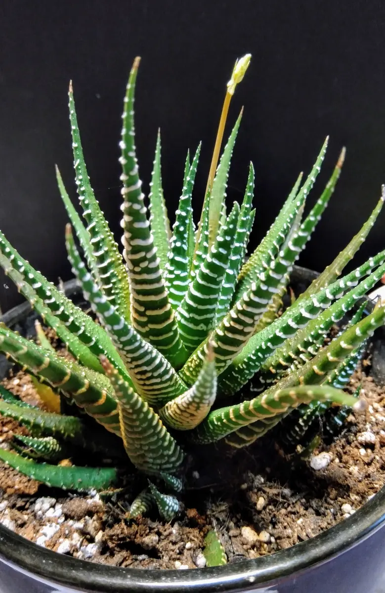今日の多肉植物🌵サボテンたち｜園芸日記byディーバ｜みんなの