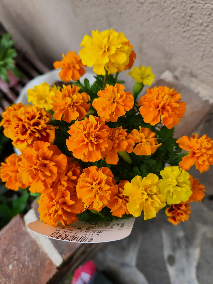2025年春の お日さま大好き💕ビタミンカラーのお花｜園芸日記byピンク ウェルカムボード