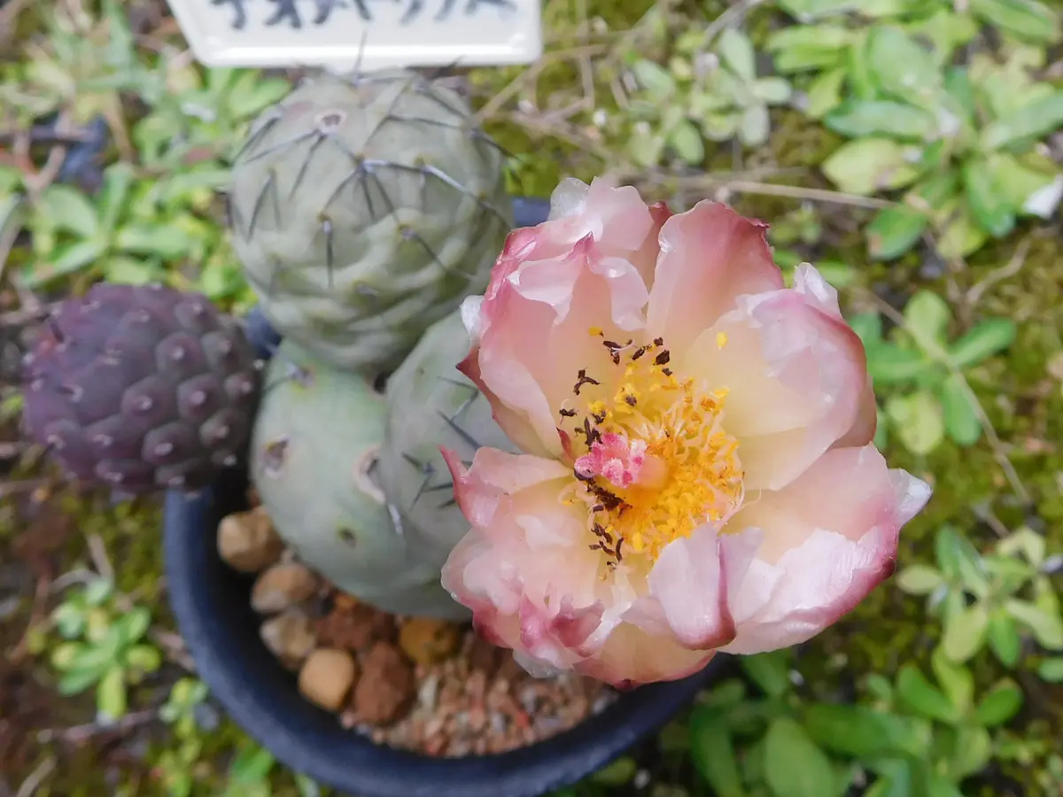 ふ*く様 ゲオメトリクス　サボテン　多肉植物　一点限定　鉢ごと発送 ゲオメトリクス、君が咲くのを待っていたのに。｜園芸日記byひょ