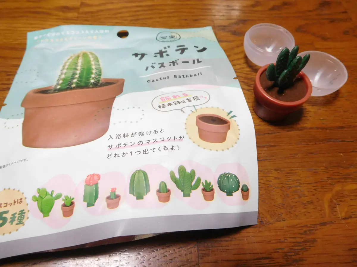 ゲオメトリクス、君が咲くのを待っていたのに。｜園芸日記byひょ