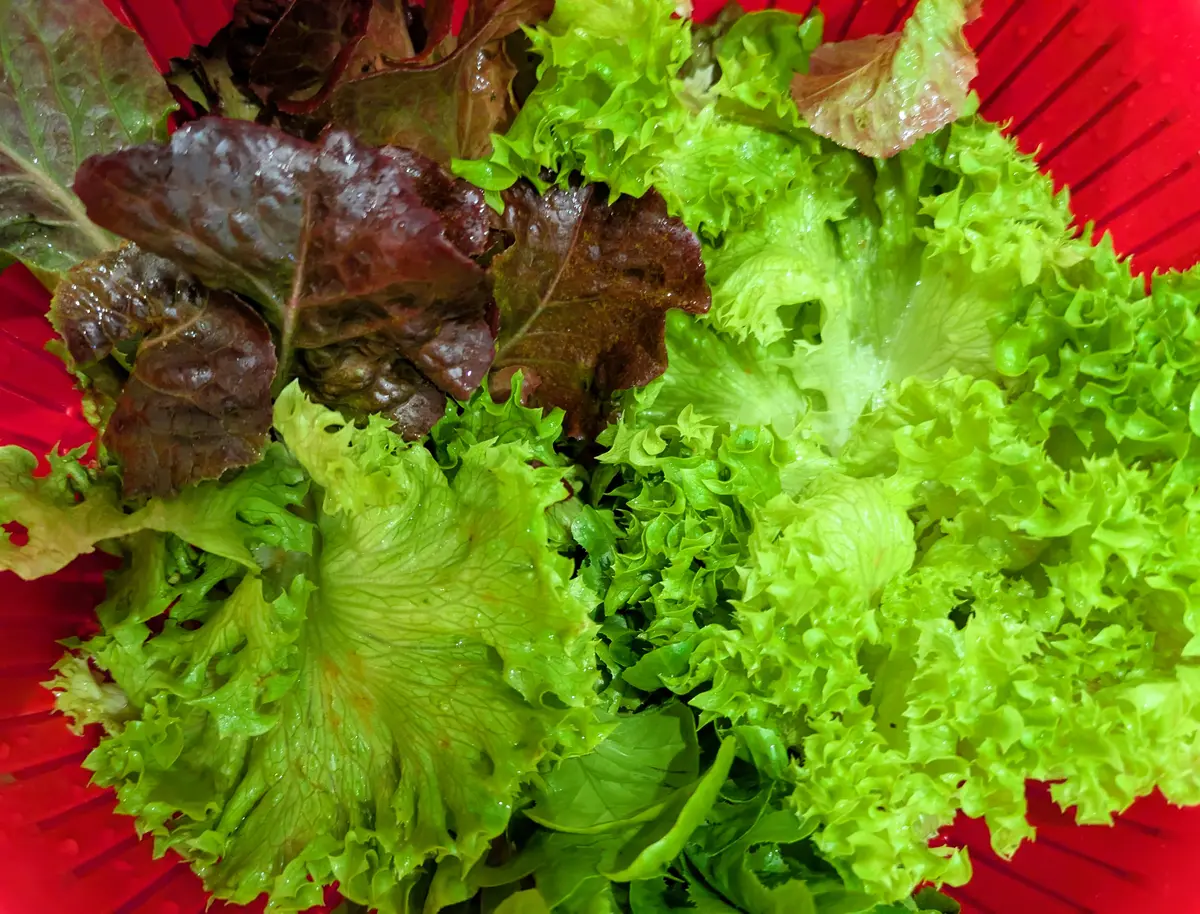 特産野菜70種 野菜園芸大百科 第2版 第20巻 特産野菜70種』農文協編 - 田舎の
