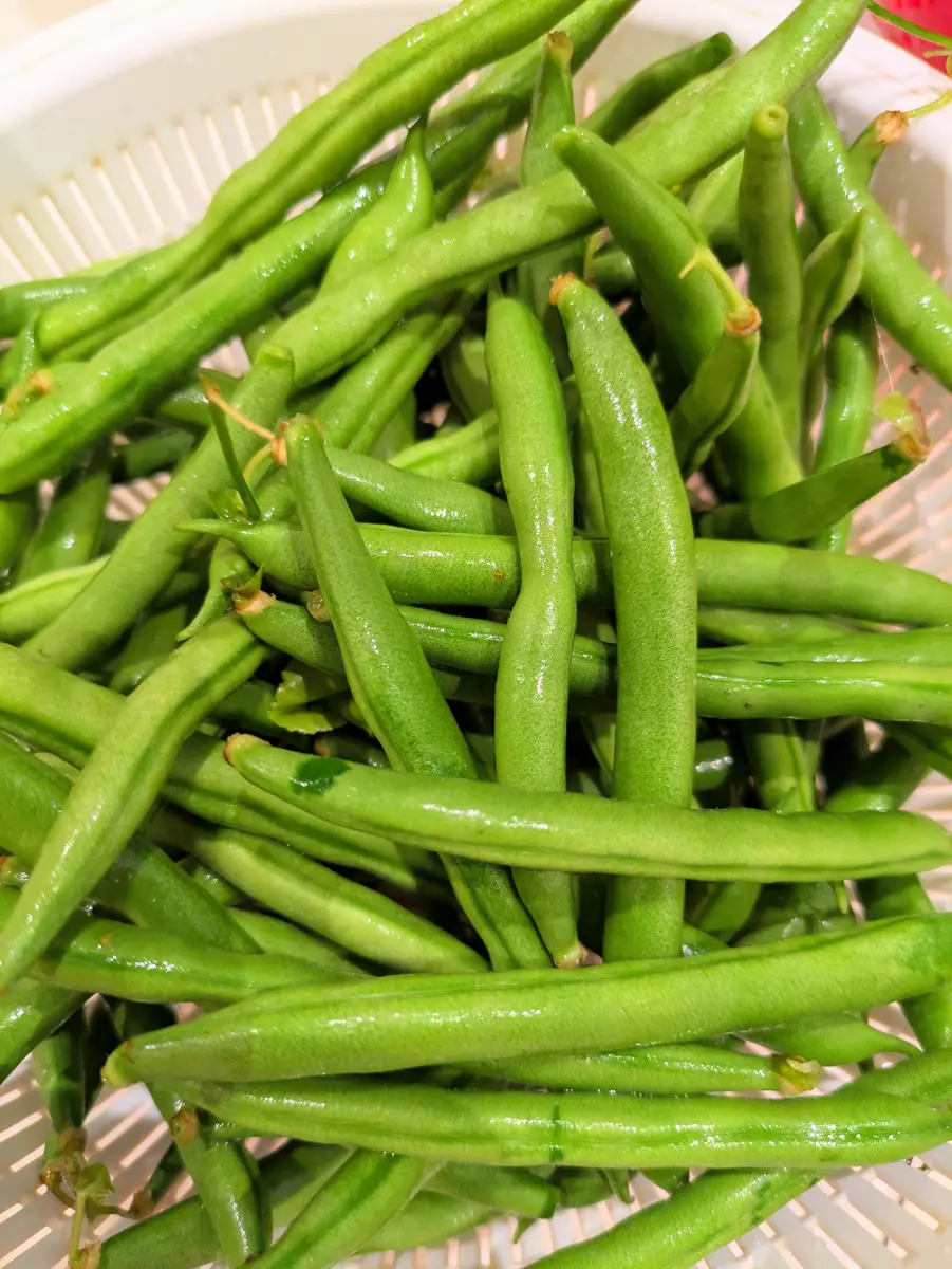 専用出品 野菜園芸大百科11巻(再出品) 第14回本フェチ大賞 特別賞「逃げ隠れて暮らす 前後編」豆粉様