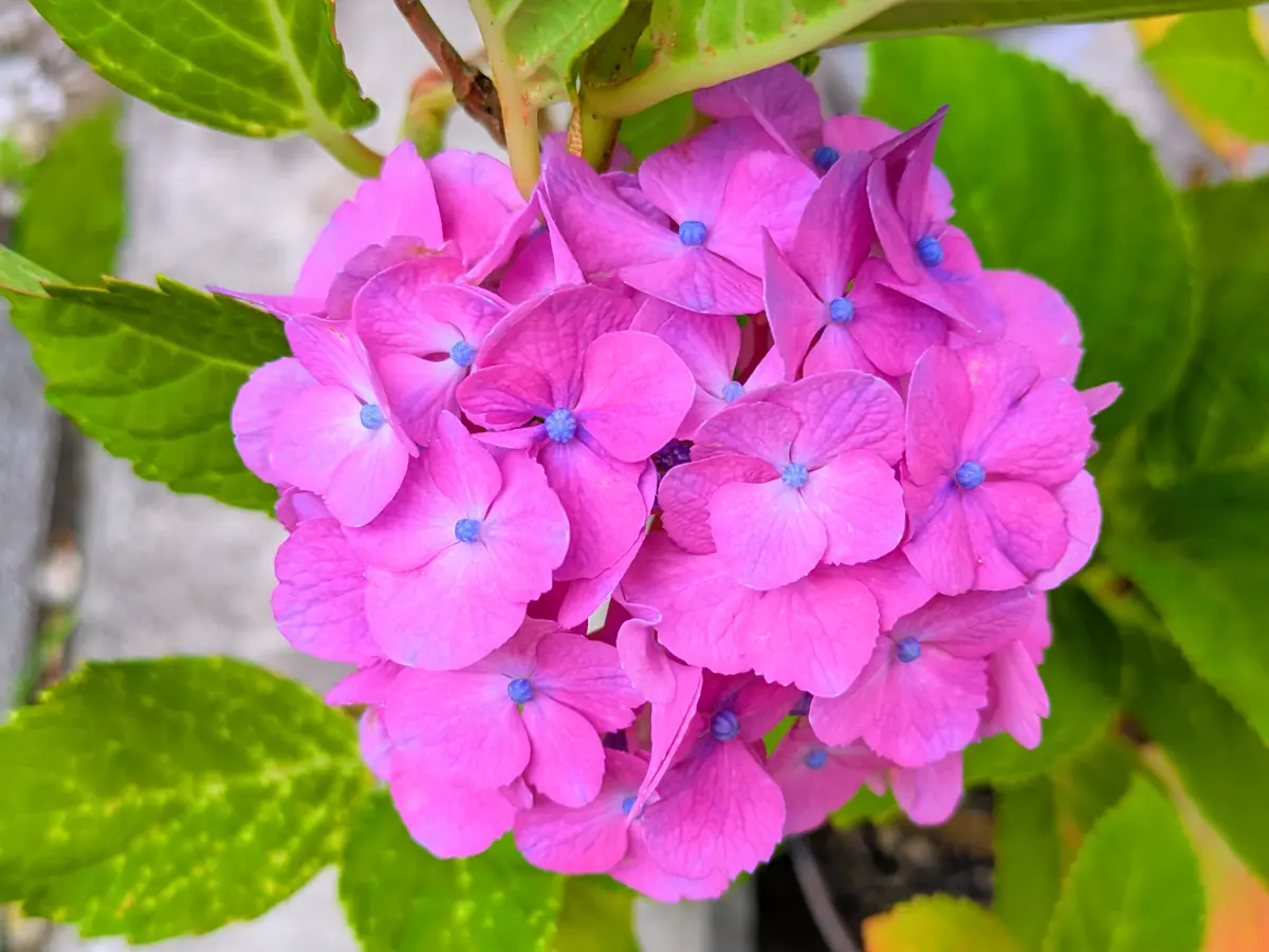 咲き始めた紫陽花｜園芸日記byjictenko｜みんなの趣味の園芸