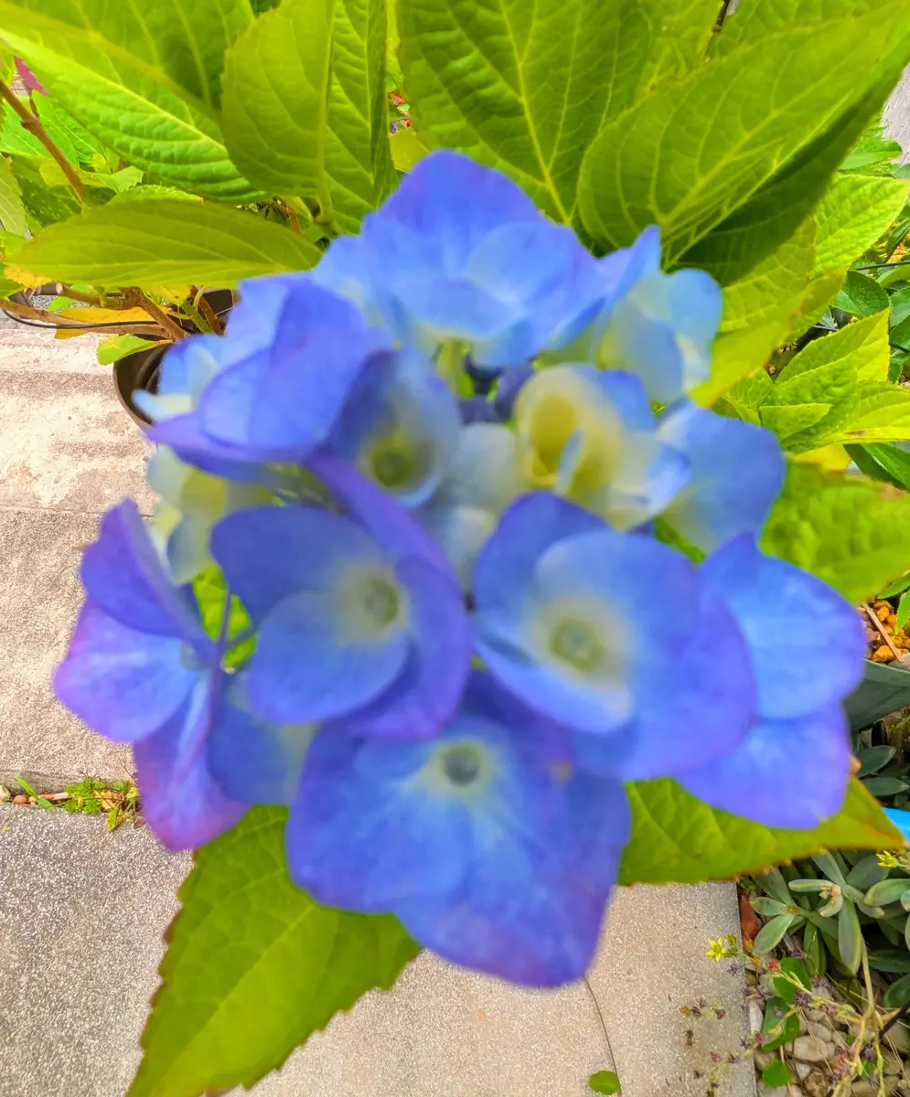 咲き始めた紫陽花｜園芸日記byjictenko｜みんなの趣味の園芸
