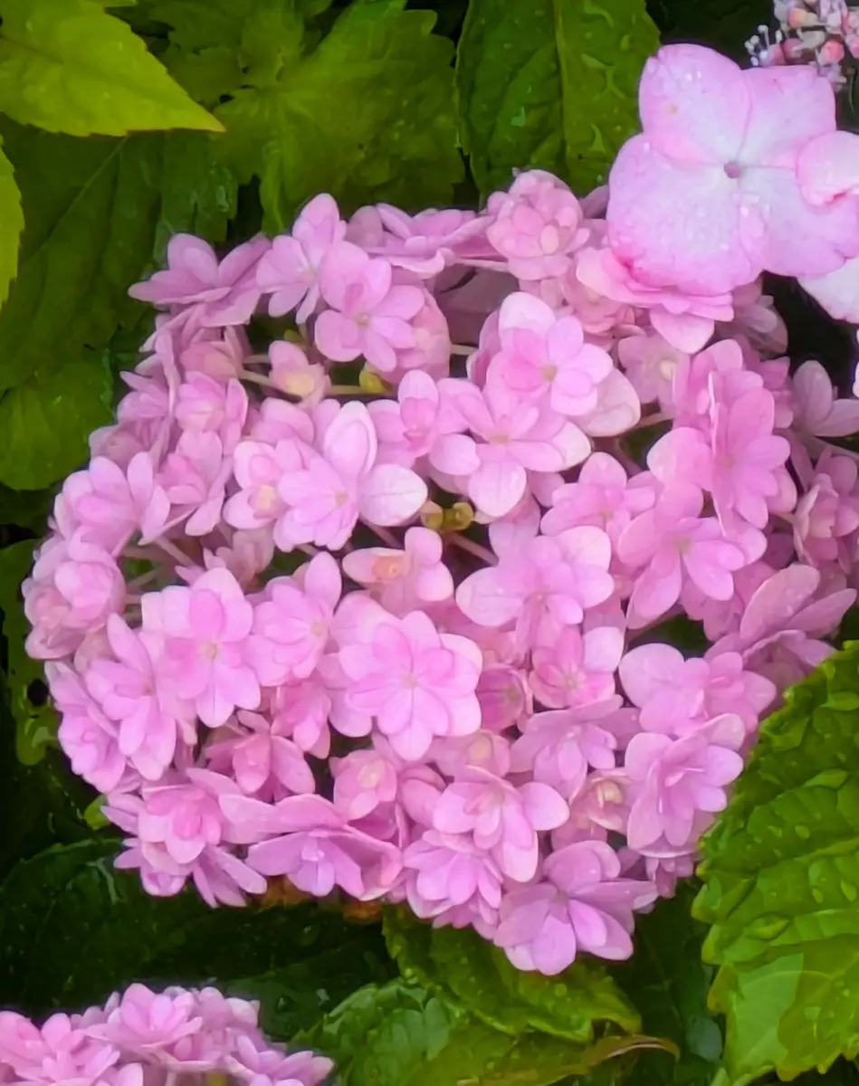 紫陽花 ♪ 咲き始めた紫陽花｜園芸日記byjictenko｜みんなの趣味の園芸