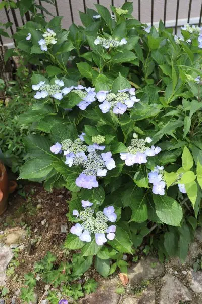 紫陽花( 2022年作) 2025.6.11 まさに💜💙🤍🩷💚💖 #紫陽花祭り #梅雨 #hydrangea