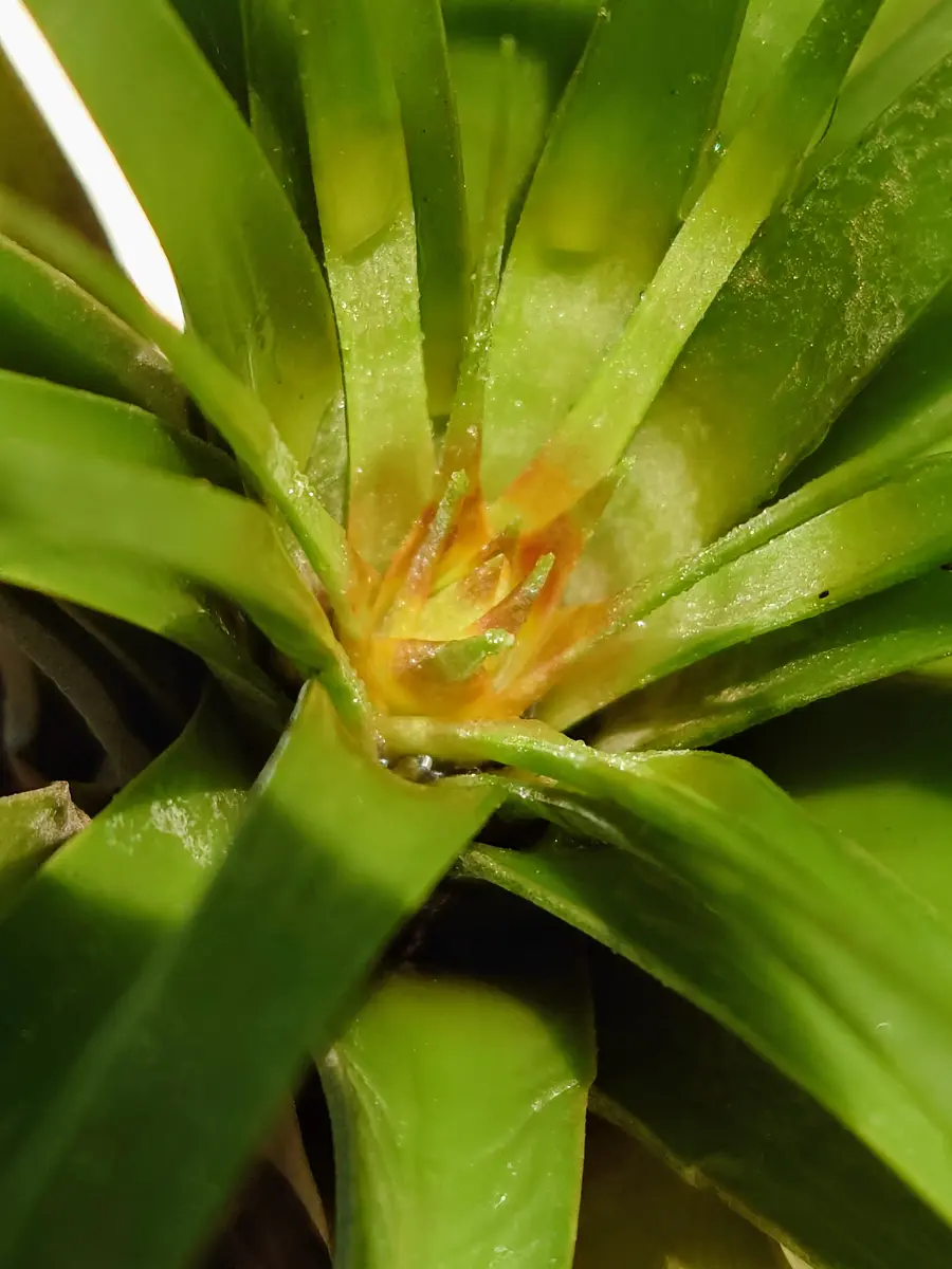 チランジア　ファシクラータ, Teotitlan 開花株 うちに来て2周年！チランジア・ファシクラータさん。｜園芸日記