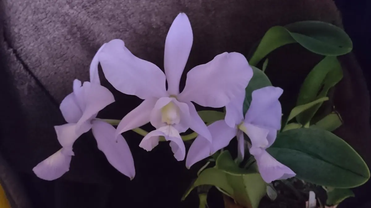 Cattleyanobiliorcoerulea(xself)／カトレアノビリオール｜園芸日記