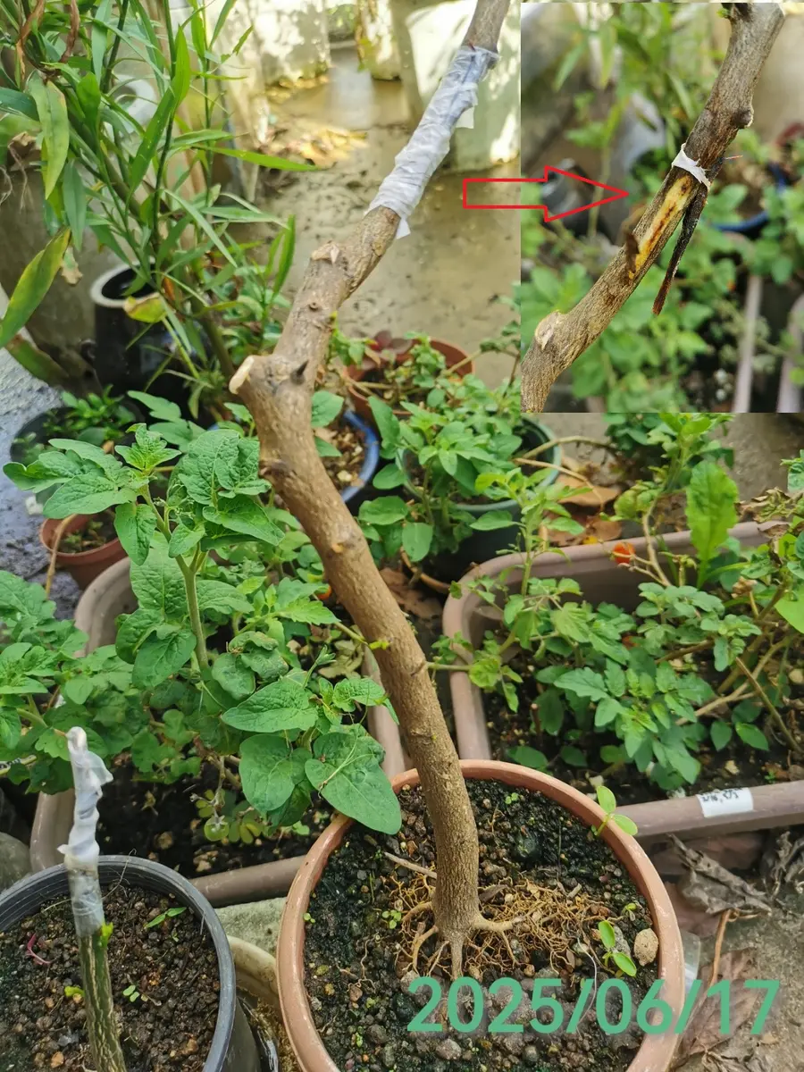 接ぎ木の沼?(5)[接ぎ木失敗&再接ぎ木]／カボチャらしい実｜園芸