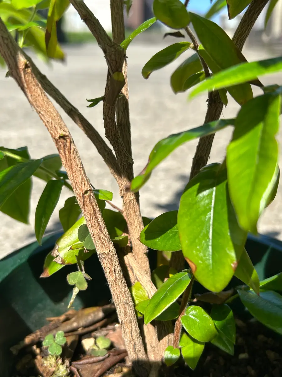 久しぶりにイエローです｜園芸日記byアウルの森｜みんなの趣味の園芸