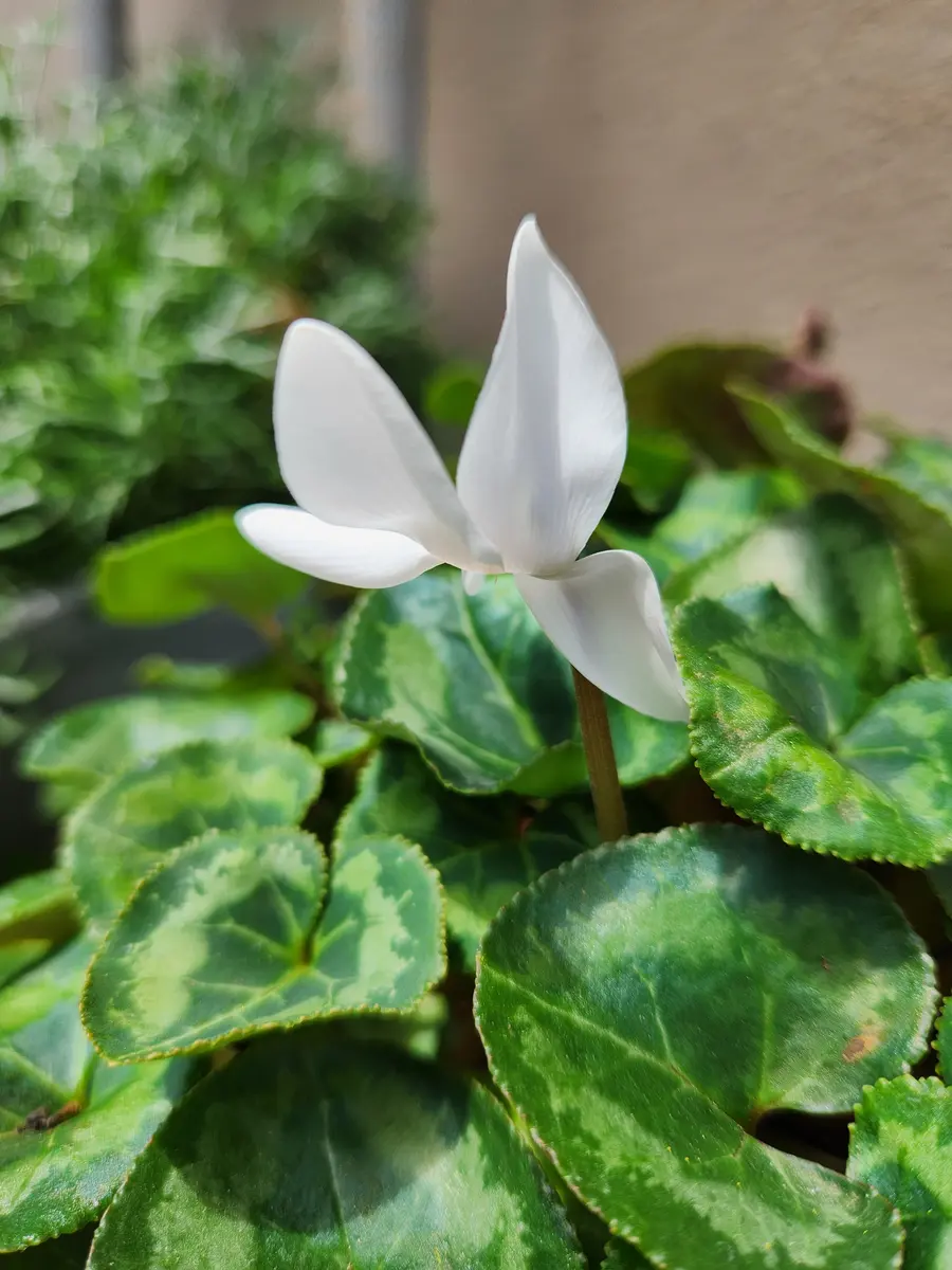白花緑陰 真綿色した～🎶｜園芸日記byピンク·レモネード｜みんなの趣味の園芸