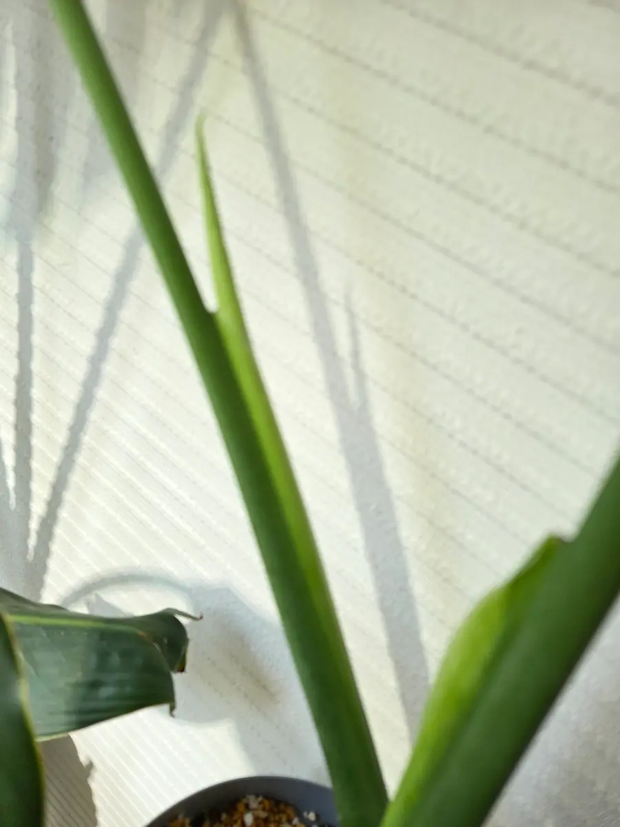 観葉植物 モンステラ 10号 ボサ造り プラスチック鉢 | 観葉植物