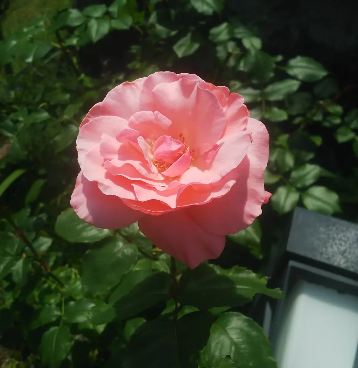 バラの二番花も続々｜園芸日記by花花のんびり｜みんなの趣味の