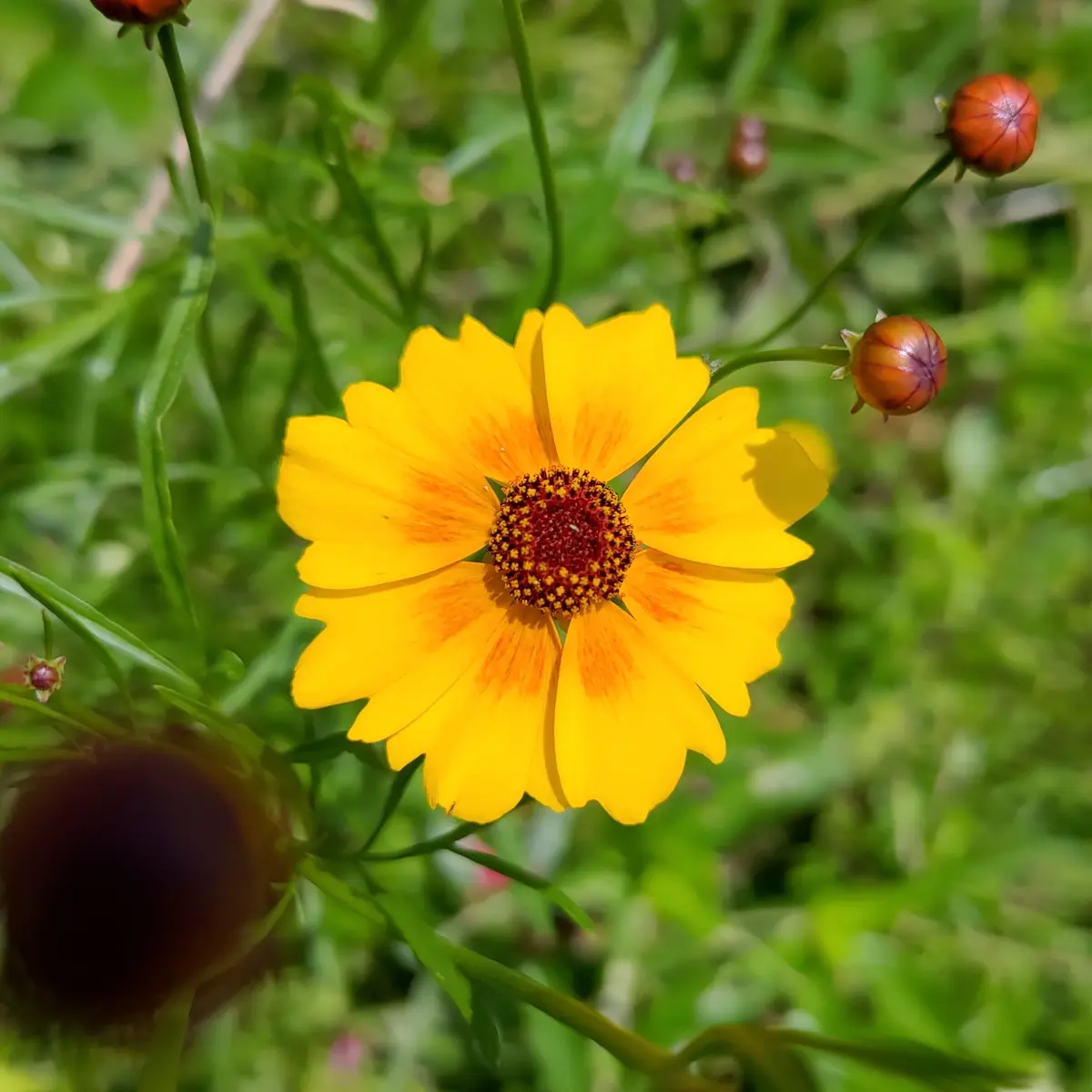 ハルシャ菊② 2本 ハルシャ菊② 2本 ハルシャギク (Coreopsis tinctoria)