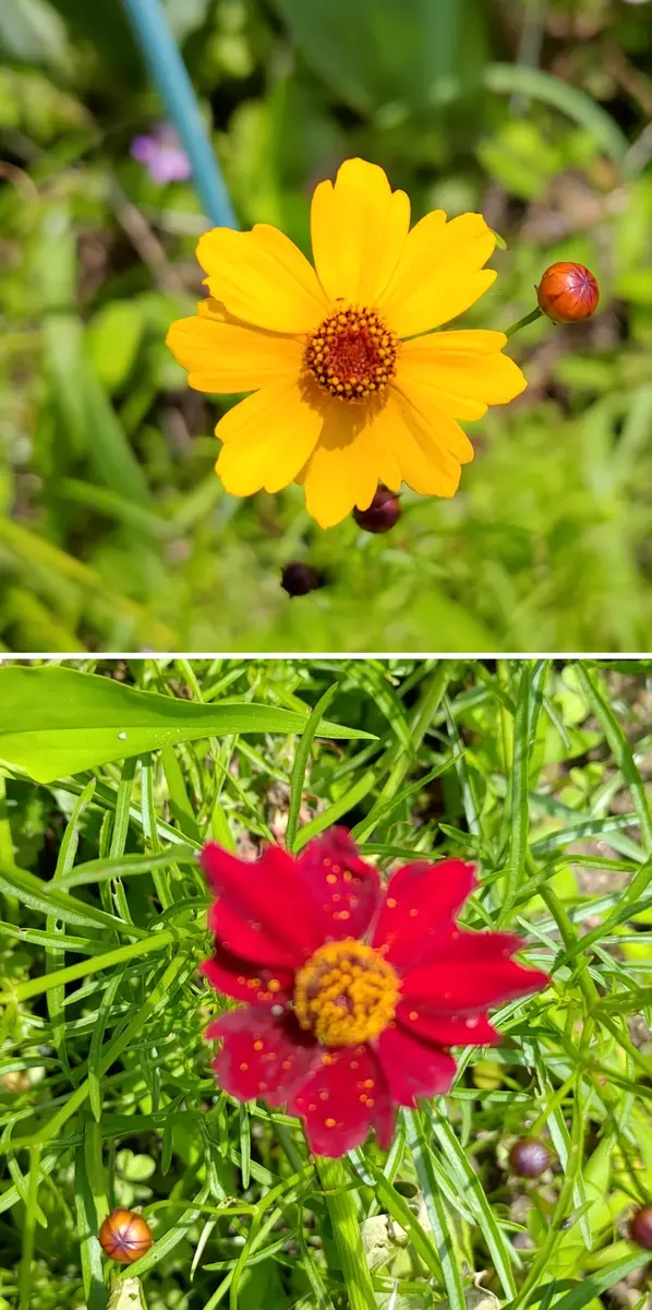 ハルシャ菊② 2本 ハルシャ菊② 2本 ハルシャギク (Coreopsis tinctoria)