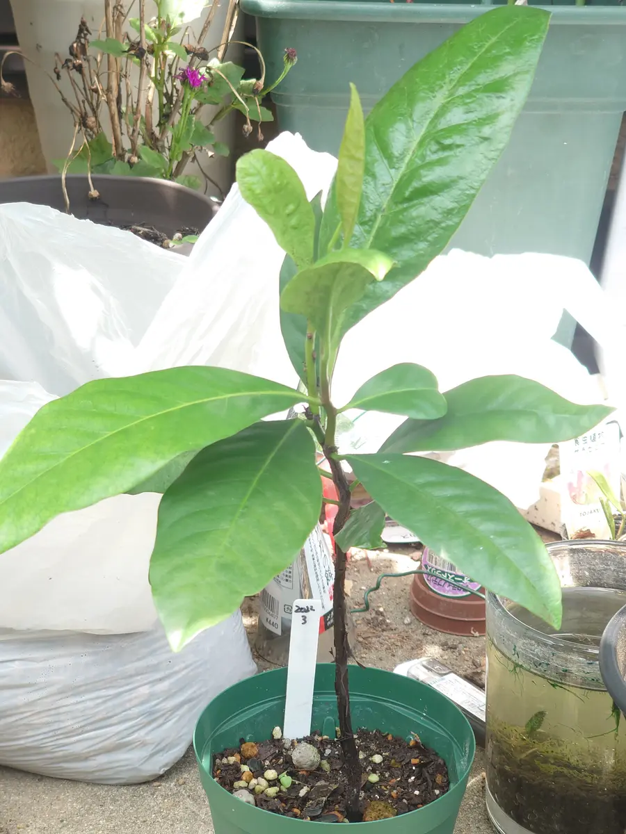 サポジラ 苗 苗木 熱帯果樹 観葉植物 【総代理店】【メーカー直営