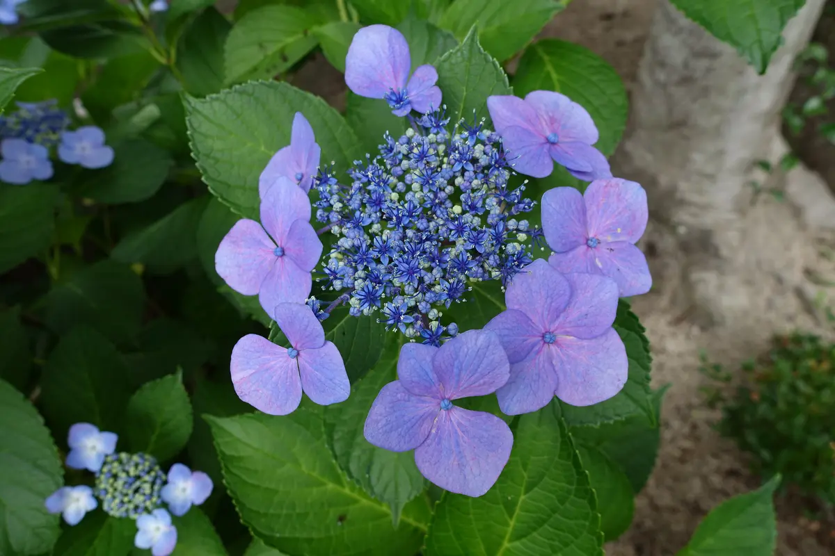 Amazon｜SHOPマルハナ 鉢植えアジサイ 月虹（げっこう）5.5号