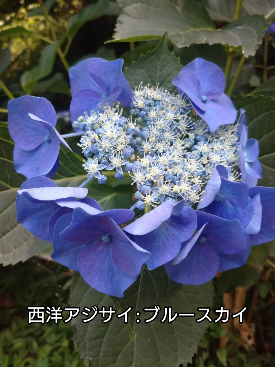 SPINGEAR - HYDRANGEA Lisianthus