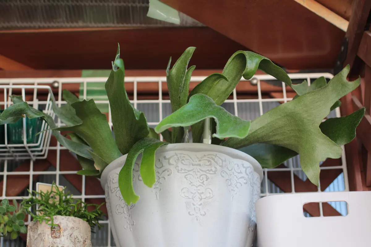 ビカクシダ　ネザーランド　PTMD鉢 PLANCHU 観葉植物 ビカクシダ ネザーランズ 6号吊り鉢 育て方説明書