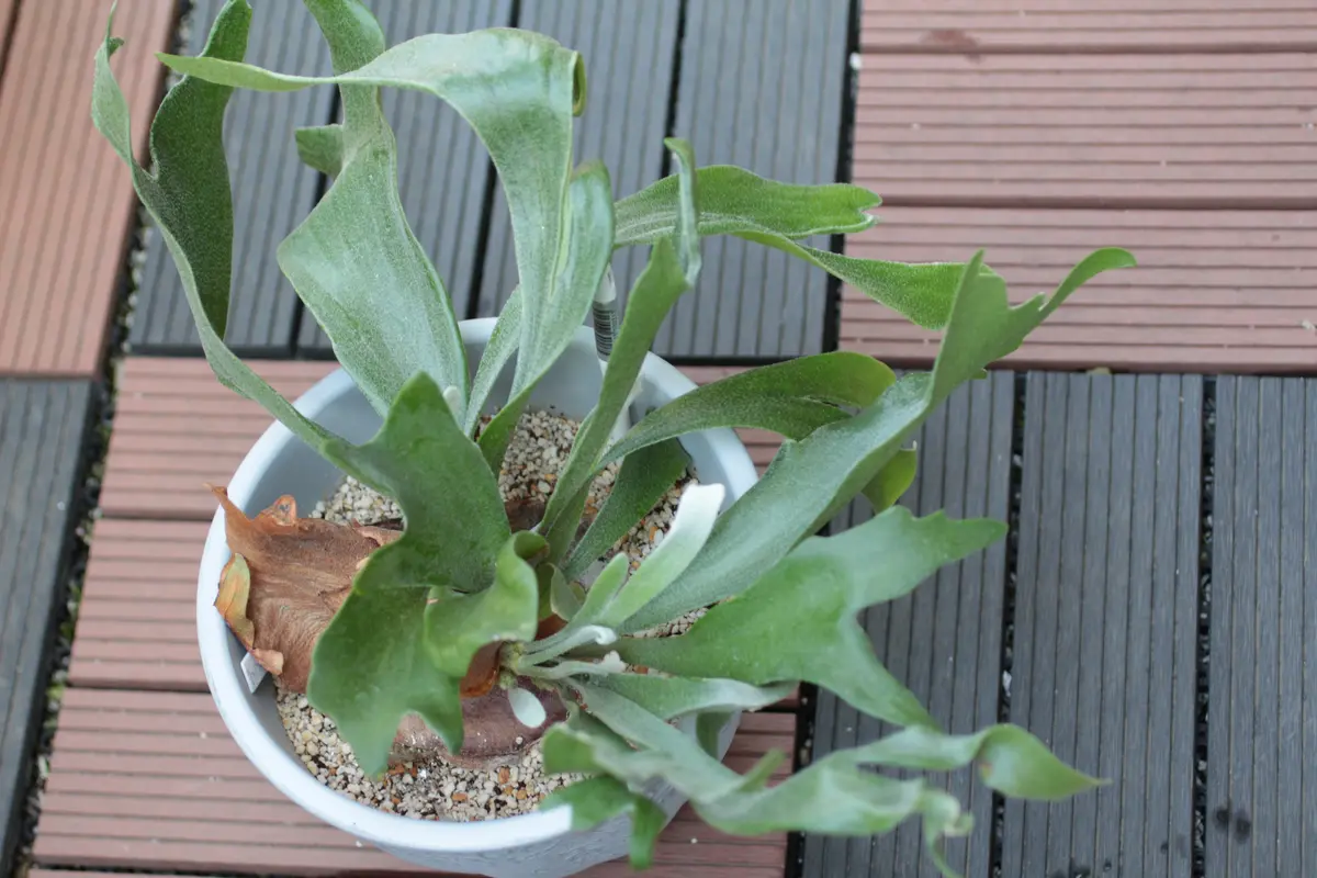 ビカクシダ vandaka plants | P. coronarium 'Koala' 画像2〜3枚