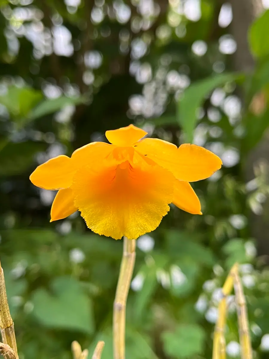 台湾セッコク〟｜園芸日記bydenndoro-k｜みんなの趣味の園芸｜1347699