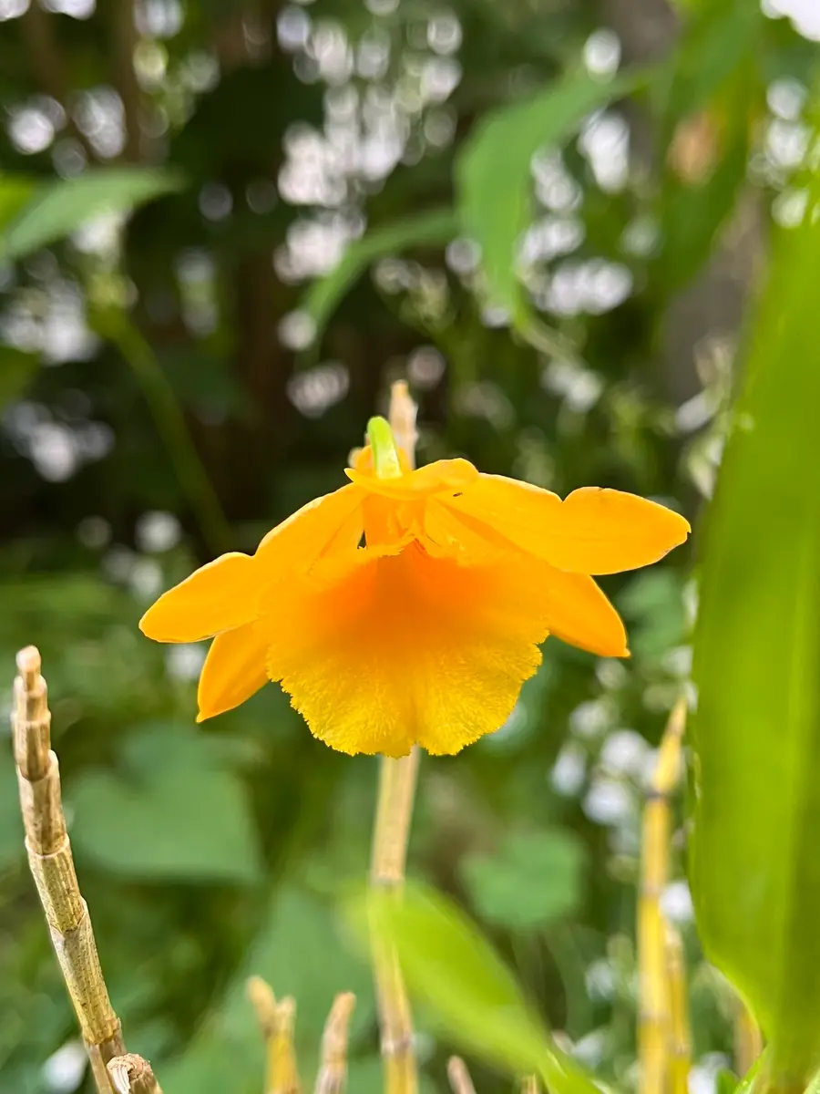 台湾セッコク〟｜園芸日記bydenndoro-k｜みんなの趣味の園芸｜1347699