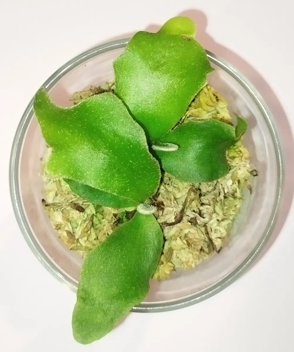 ビカクシダ ホワイトホーク 🦋ミニちゃん羽化✨️｜園芸日記byことり