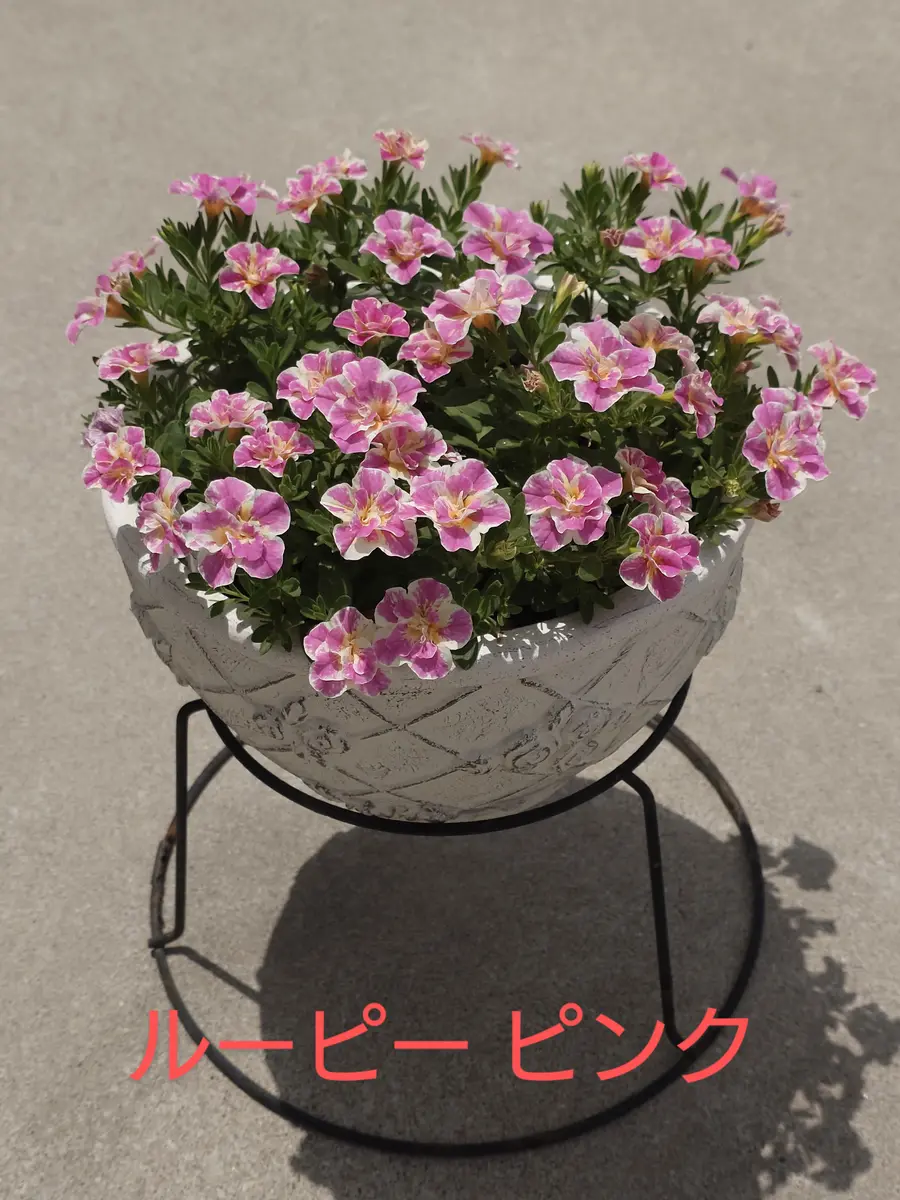 八重咲き(ダブル咲き)カリブラコア🥰｜園芸日記byNash｜みんなの趣味の