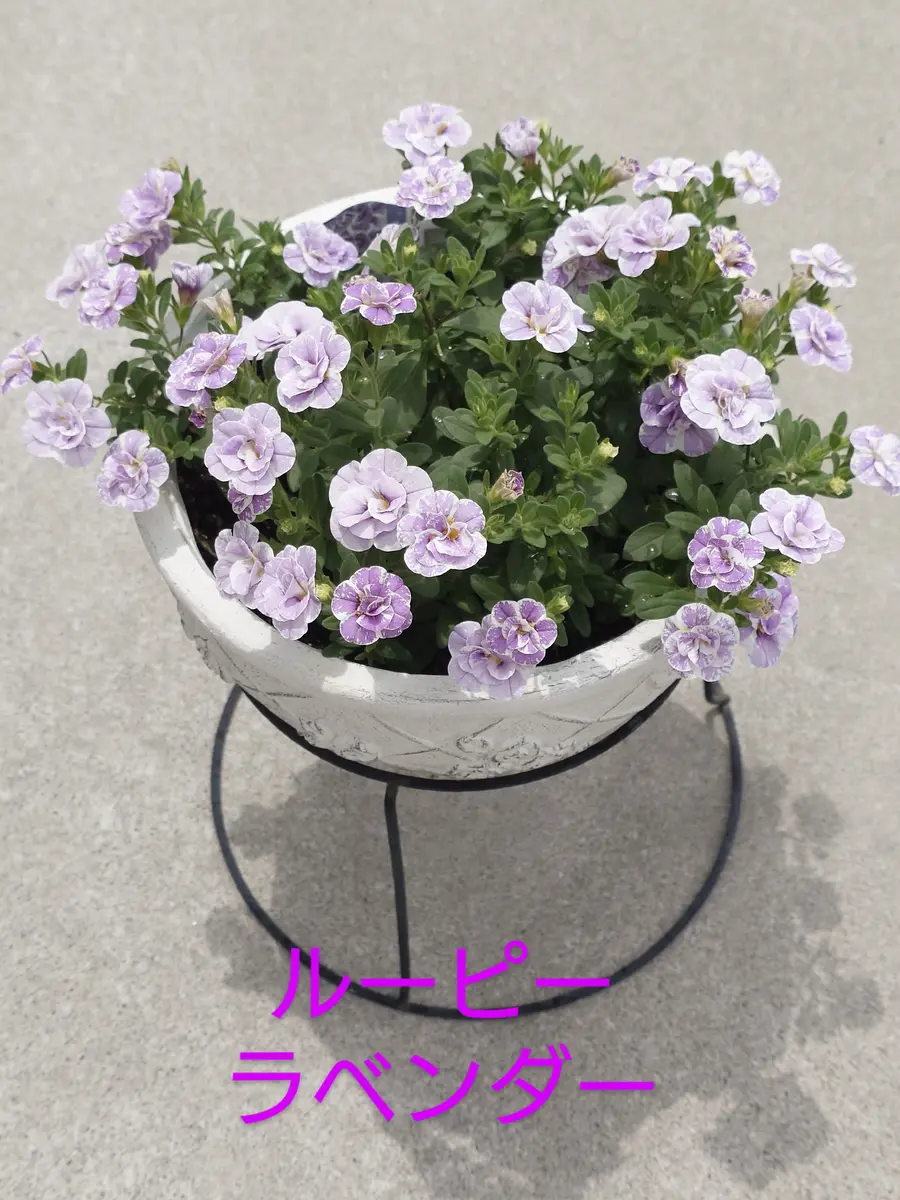 八重咲き(ダブル咲き)カリブラコア🥰｜園芸日記byNash｜みんなの趣味の