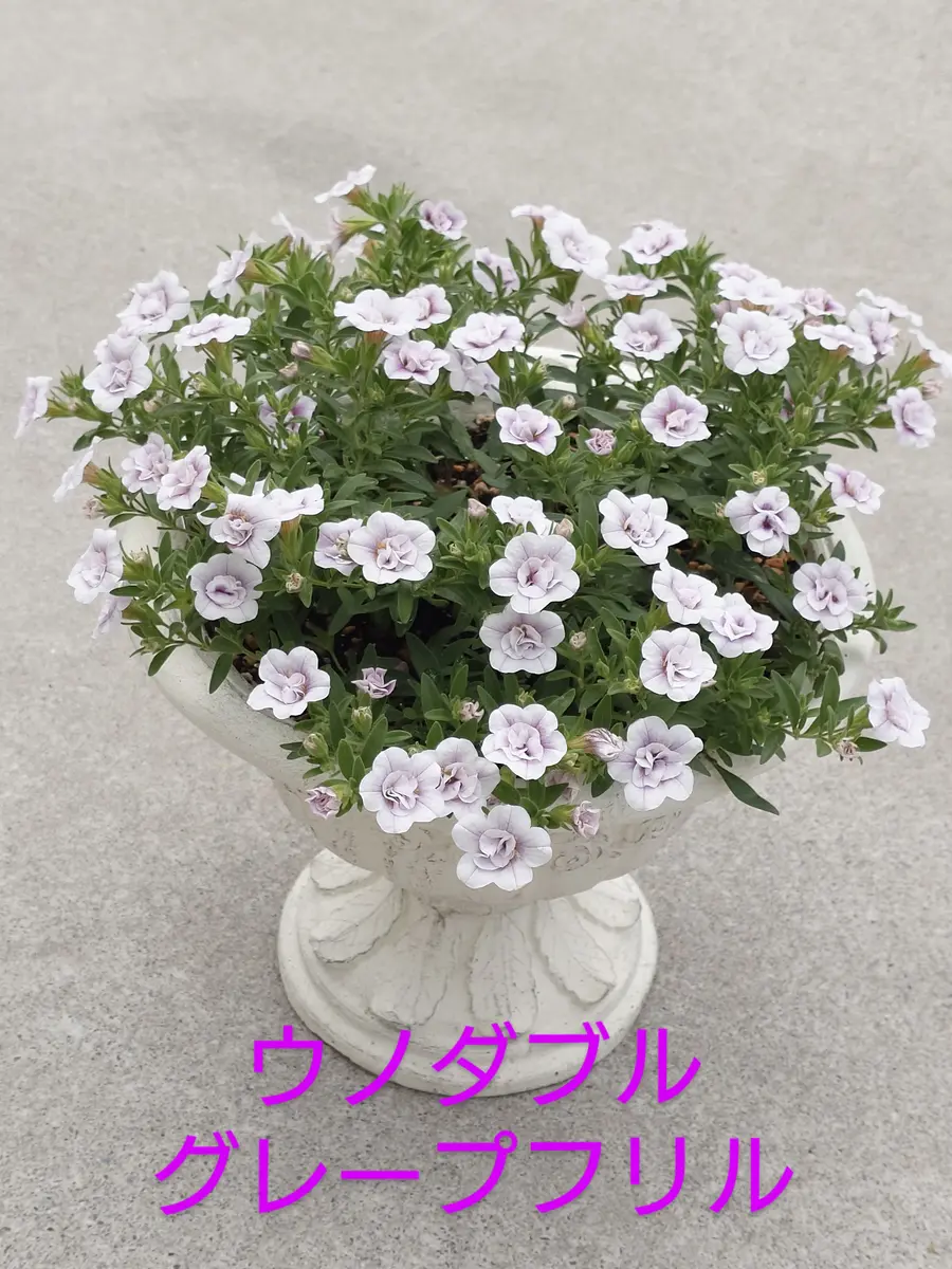 八重咲き(ダブル咲き)カリブラコア🥰｜園芸日記byNash｜みんなの趣味の