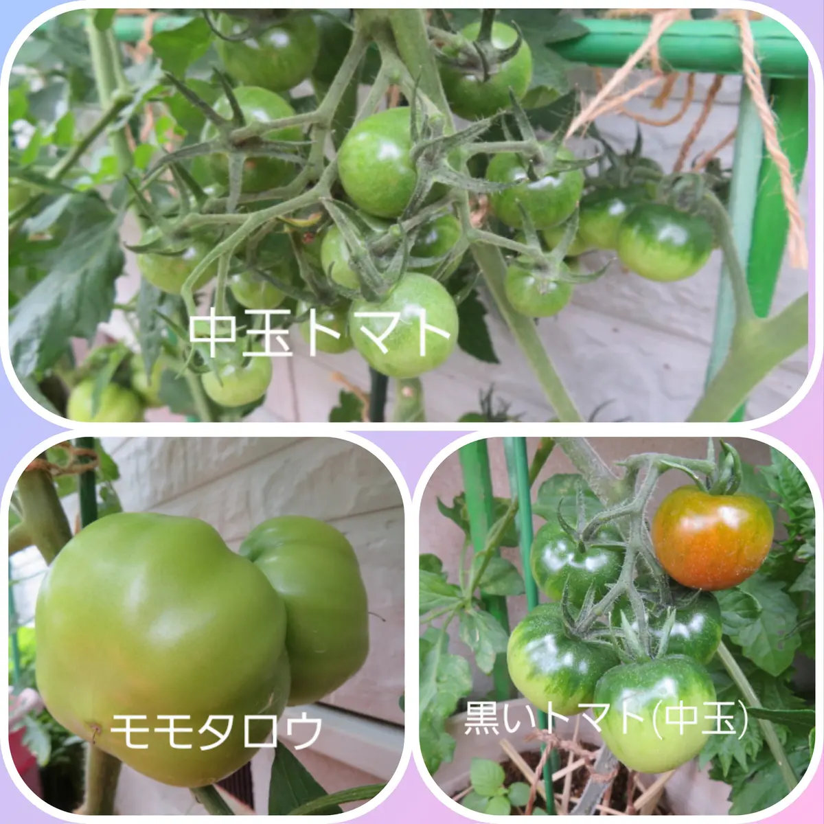 今井アレクサンドル トマト③