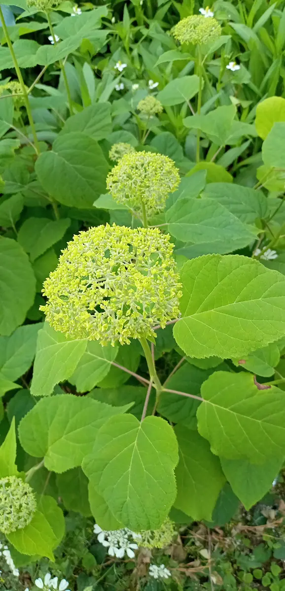 ピンクの花が咲き始めました｜園芸日記by梨沙｜みんなの趣味の