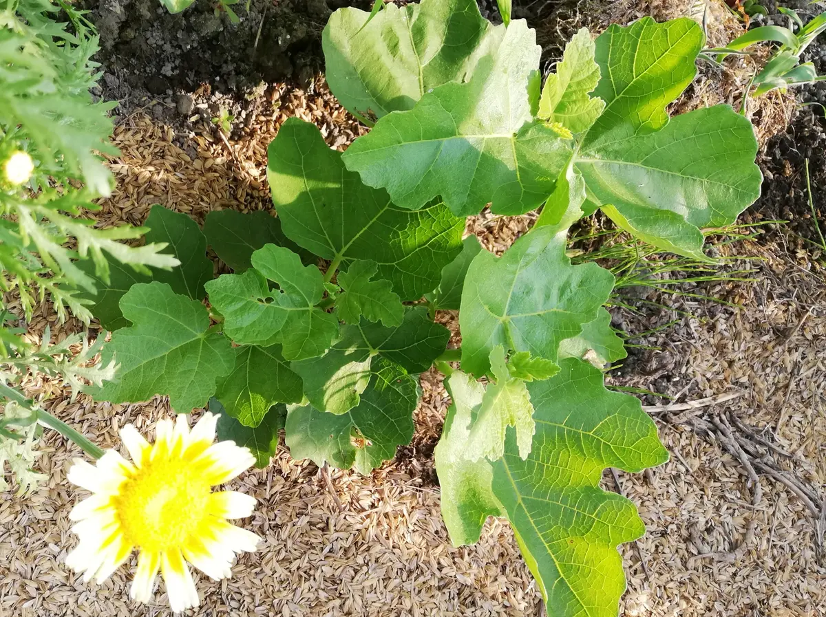 ラウンド  内緒のイチジク｜園芸日記byにまめ｜みんなの趣味の園芸｜1347918 果樹
