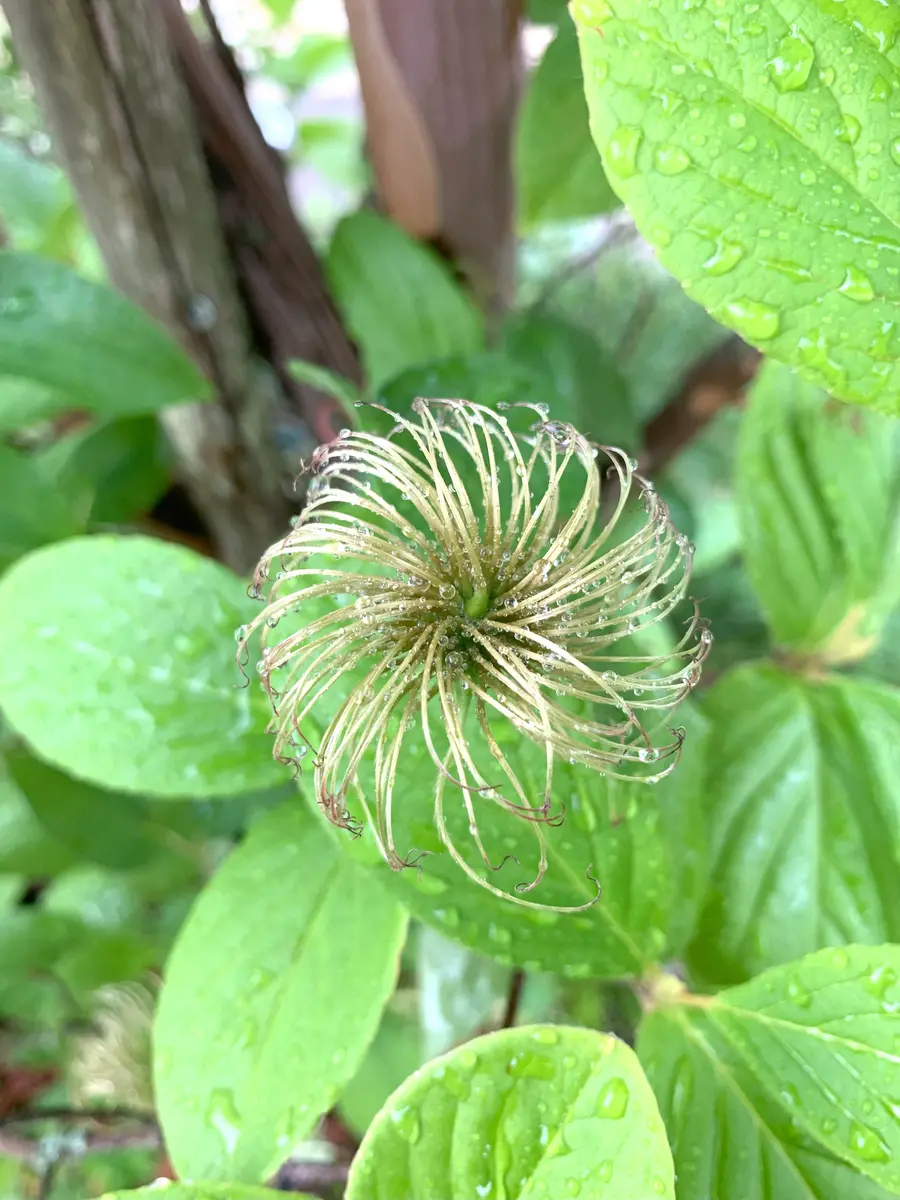 ピンク星☆彡｜園芸日記byちっぷ｜みんなの趣味の園芸｜1347936