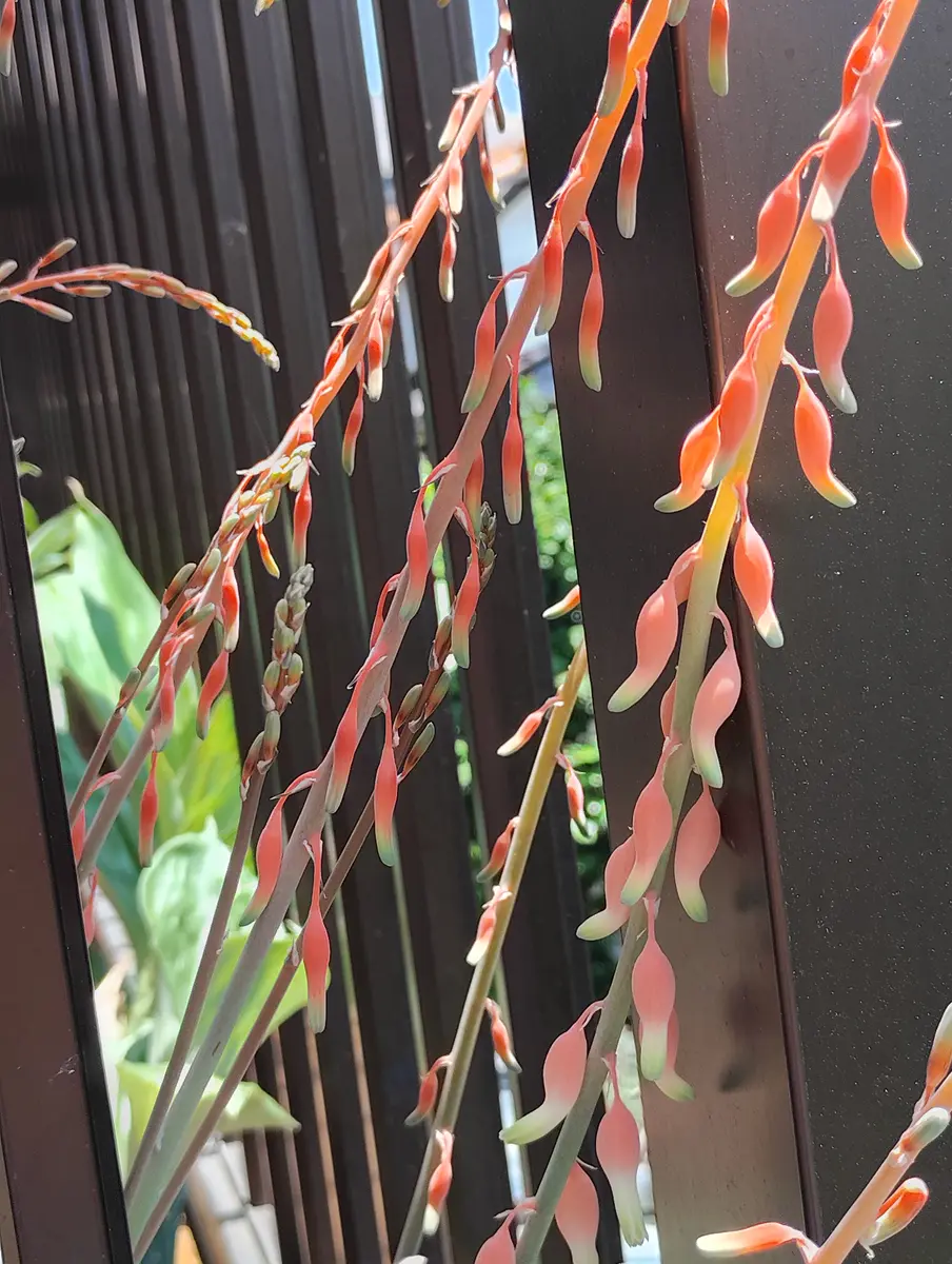 植物❤️ガステリア❤️愛しのウチのガースー達、まとめ。｜nabecho