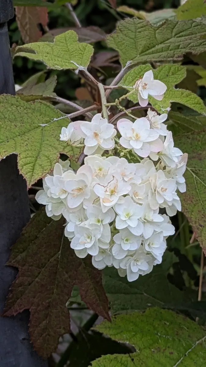 ピラミッドアジサイ💚 カシワバアジサイ🤍｜園芸日記byドブたぬきの