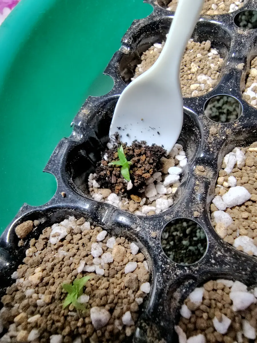 R7.6.21 プヤ・アルペストリス 植え替え｜園芸日記byYMマヨ｜みんなの