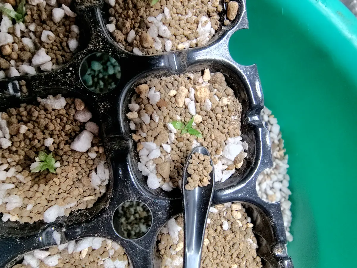 R7.6.21 プヤ・アルペストリス 植え替え｜園芸日記byYMマヨ｜みんなの